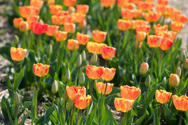 橙色郁金香花海局部摄影图片