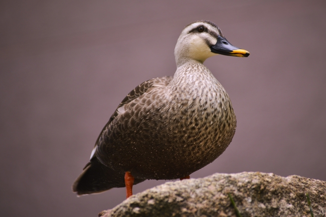 站在石头上的斑嘴鸭图片
