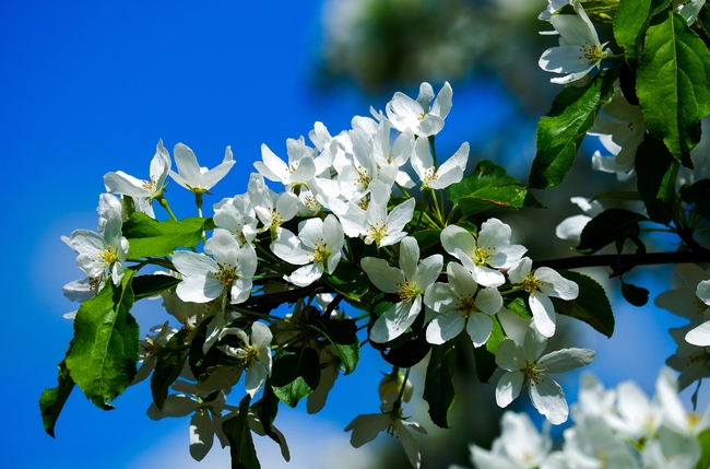 蓝色天空白色苹果花摄影图片
