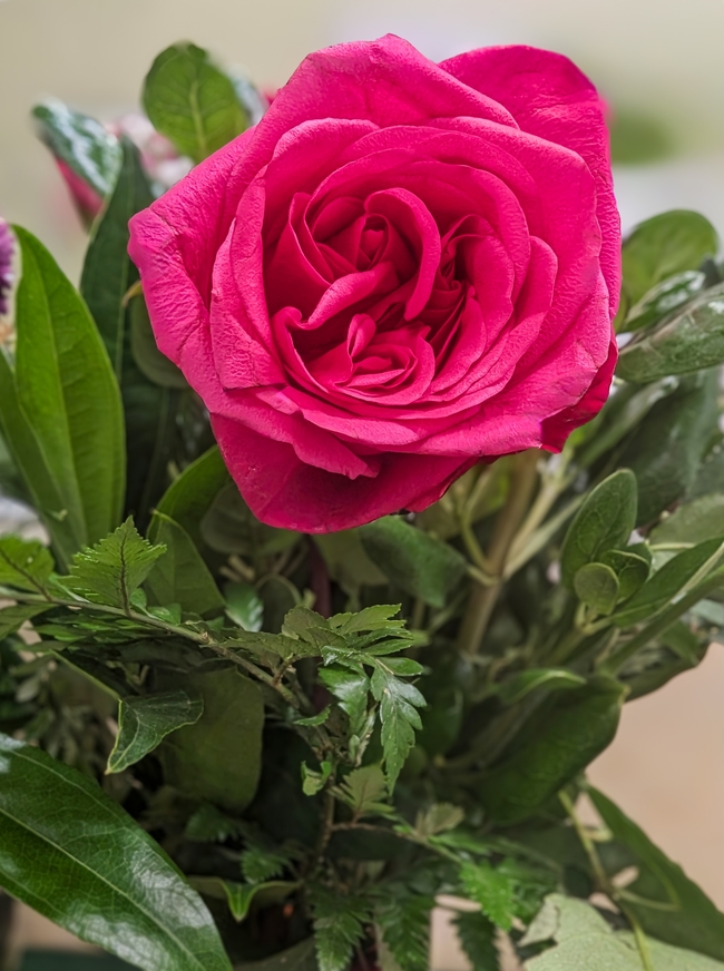 绿叶丛中盛开的玫瑰花图片