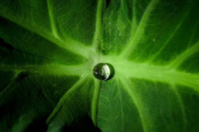 绿叶水滴露珠特写图片