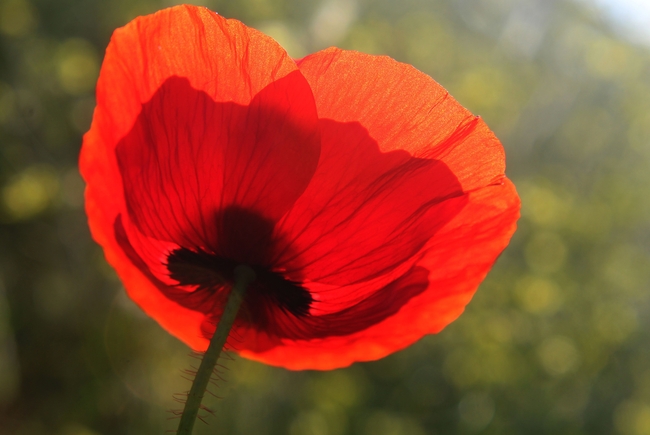 红色罂粟花壁纸摄影图片