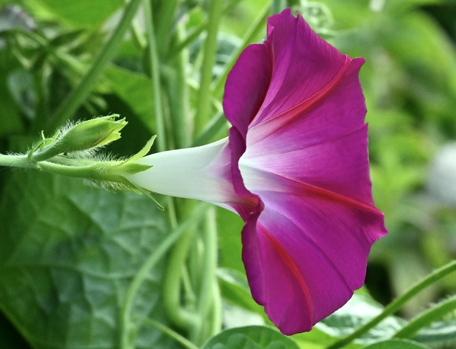 春天牵牛花微距特写摄影图片