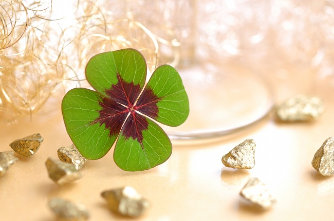 四叶草与小碎石图片