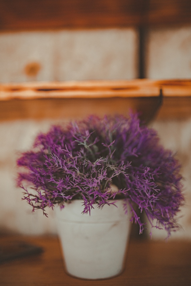 开红色花小盆栽图片