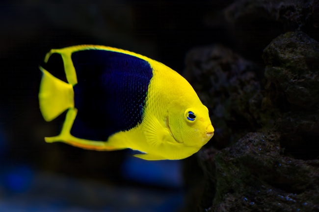 水族馆天使鱼摄影图片