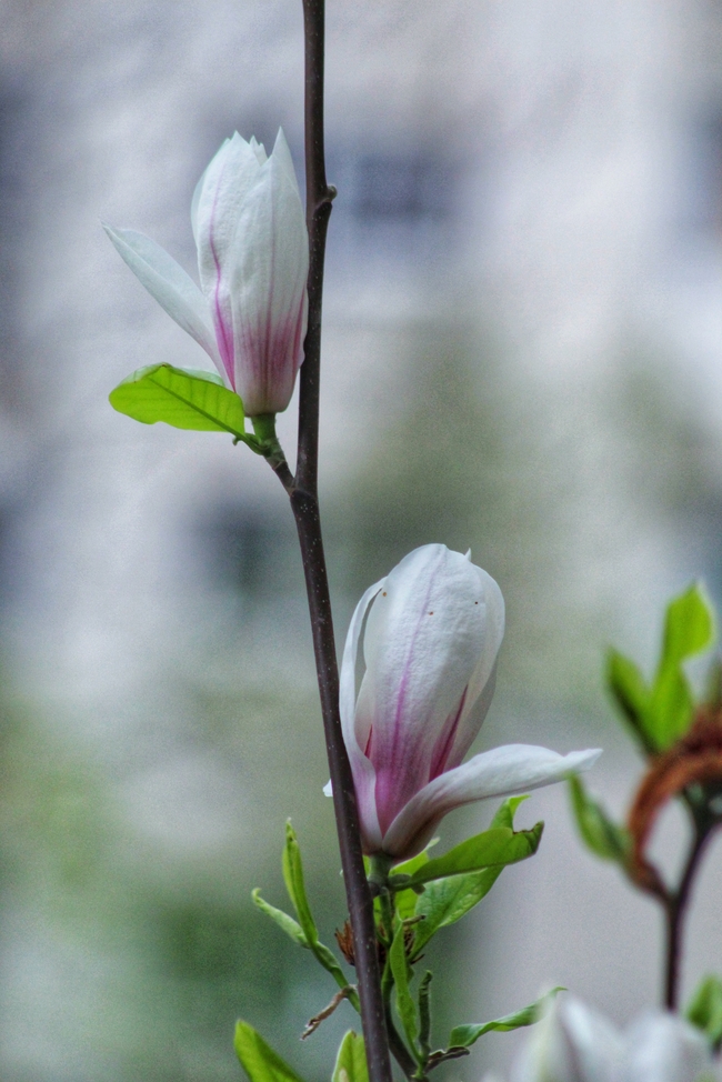 望春玉兰含苞待放图片