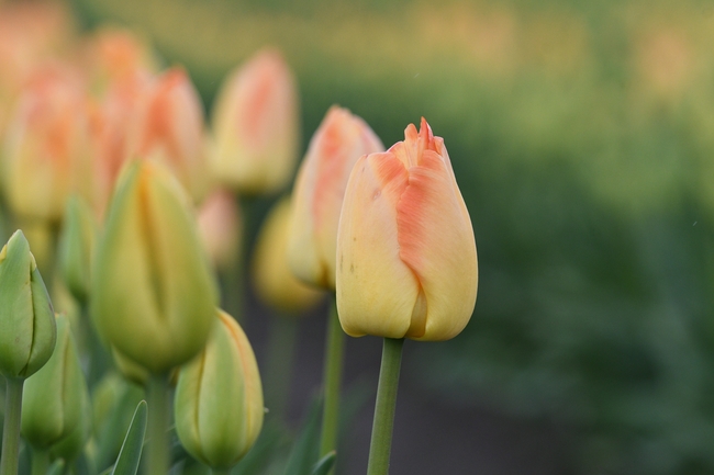 唯美含苞待放郁金香花苞摄影图片