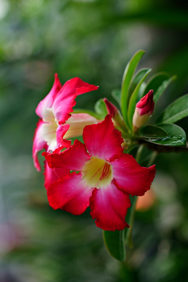 野生红色花朵花枝摄影图片
