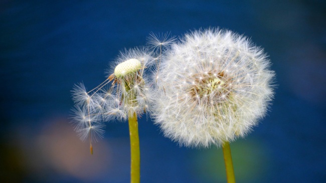 成熟的蒲公英图片