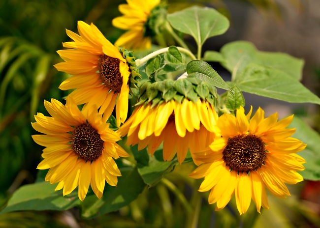 美丽灿烂的向日葵花图片