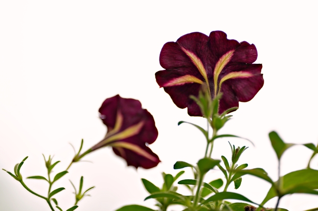 野生矮牵牛摄影图片