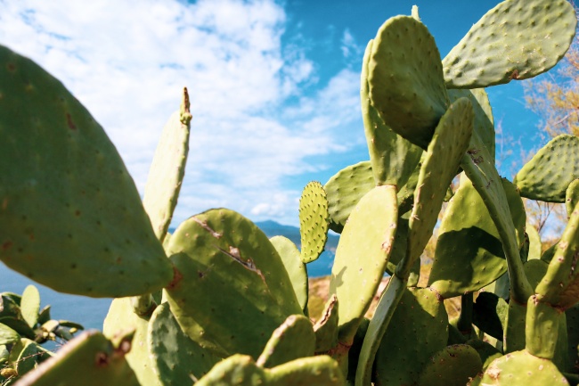 大片仙人掌图片