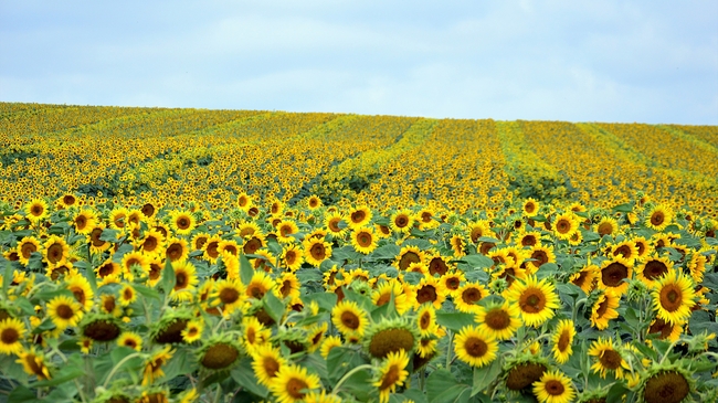 春天万顷向日葵花海图片