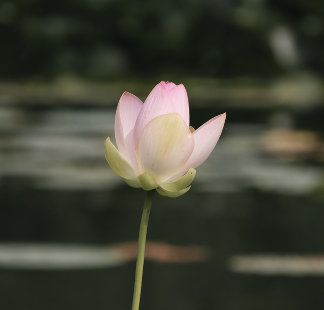 夏日盛开的粉色莲花图片