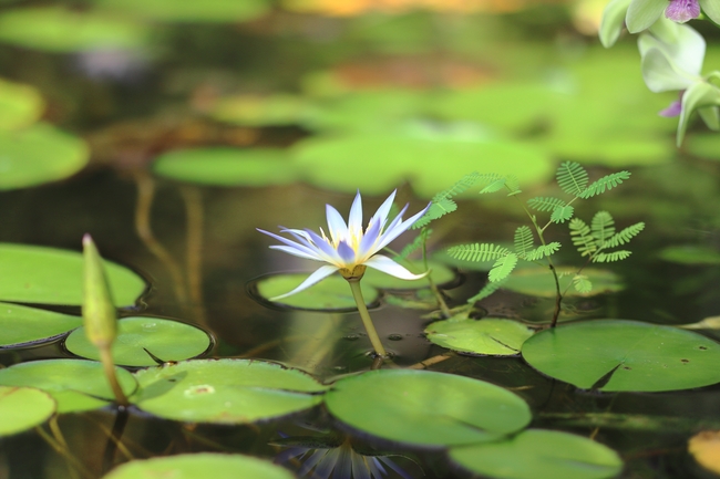 夏日午后莲花池莲花图片