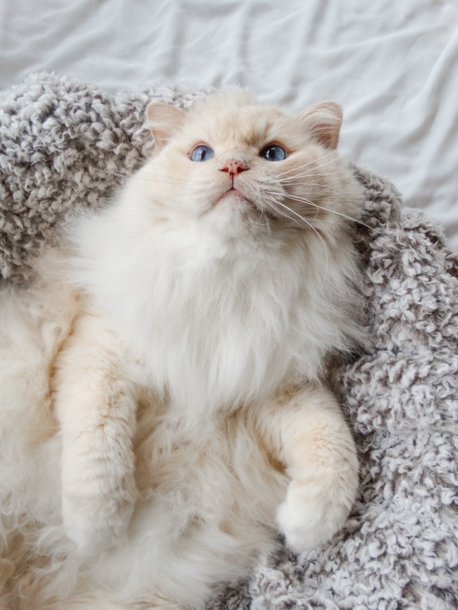 可爱长毛波斯猫图片
