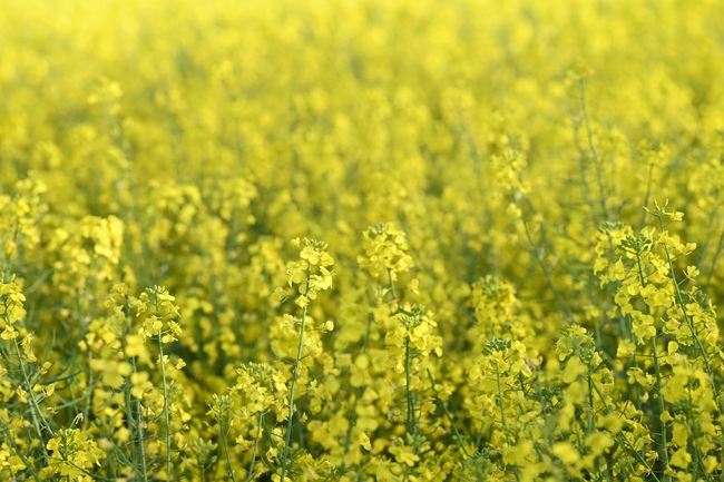 黄色油菜花花海风景摄影图片