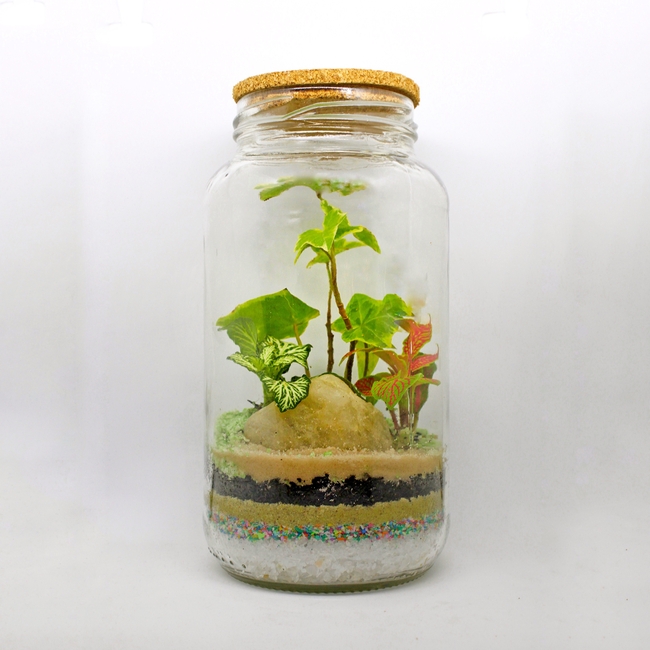 玻璃容器微景观植物摄影图片