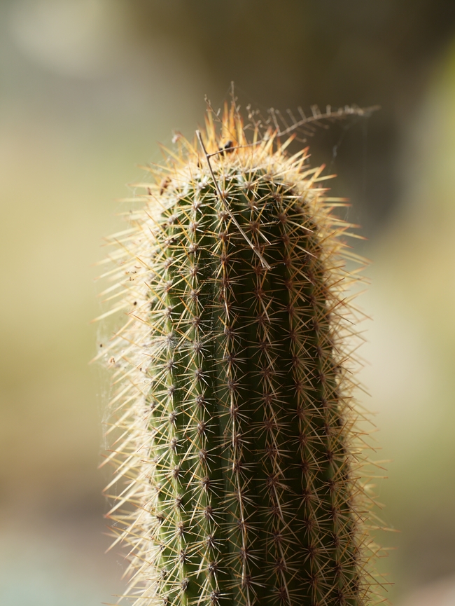 绿色仙人柱局部特写摄影图片