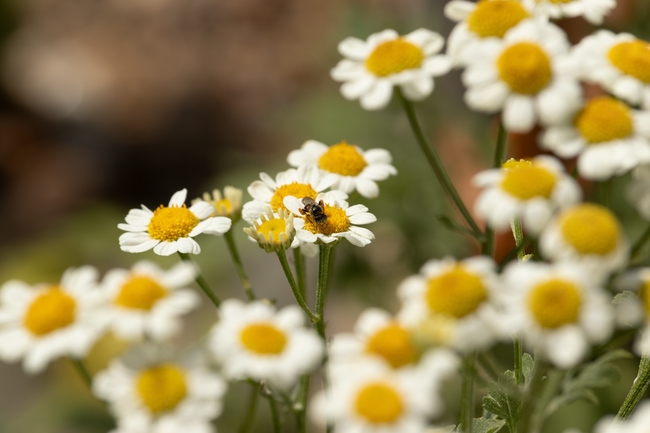 野生洋甘菊图片