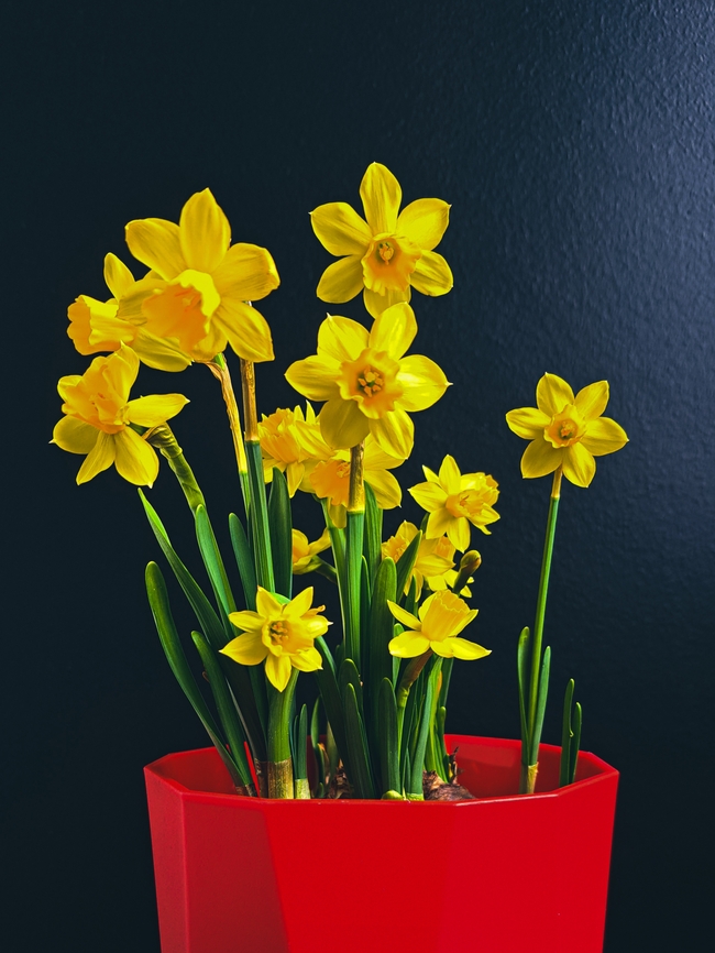 春天黄色水仙花盆栽花卉图片
