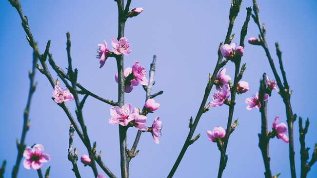 春天桃花枝发芽开花图片