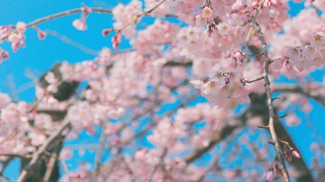 粉色治愈系樱花图片摄影