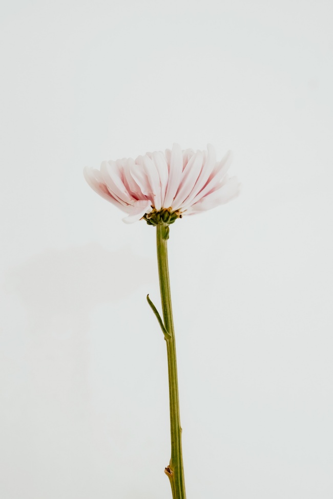 一枝淡雅花朵图片