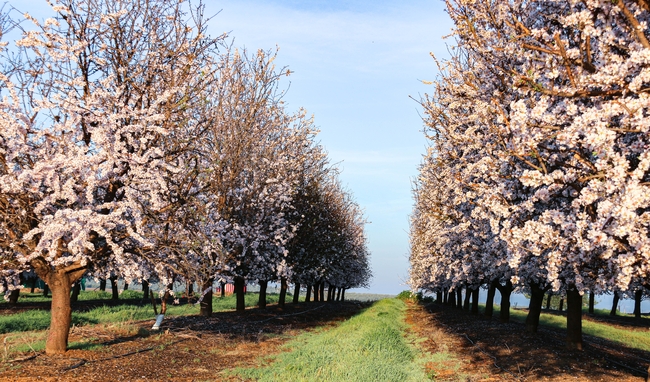 春天樱花树图片