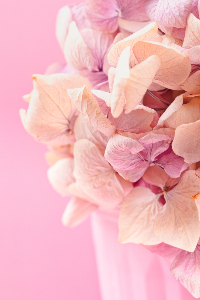 粉色绣球花微距特写摄影图片