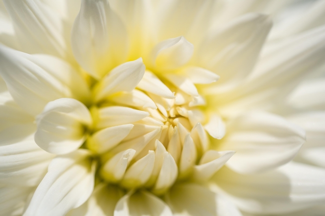 白色大丽花花蕊图片