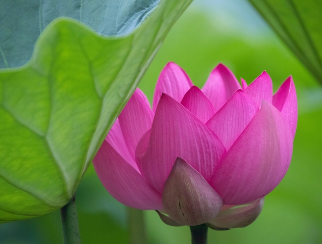 夏日莲塘粉色莲花绽放图片