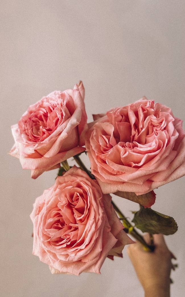 手持粉红色玫瑰花图片