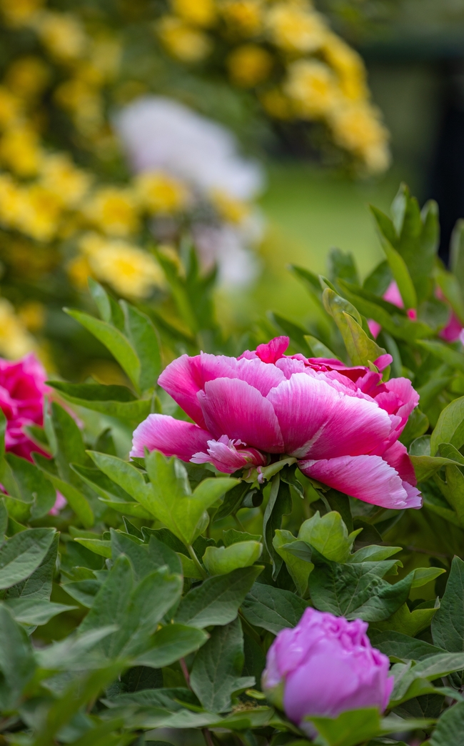 富贵牡丹花开摄影图片
