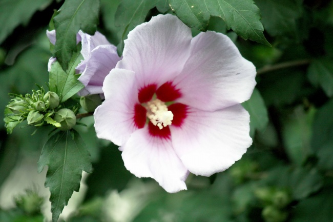 清新木槿花图片