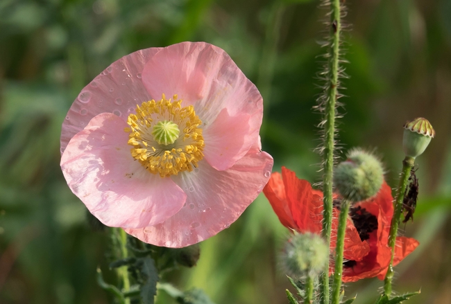 荒野野生罂粟花图片