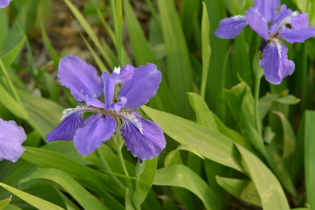 鸢尾花鲜花图片
