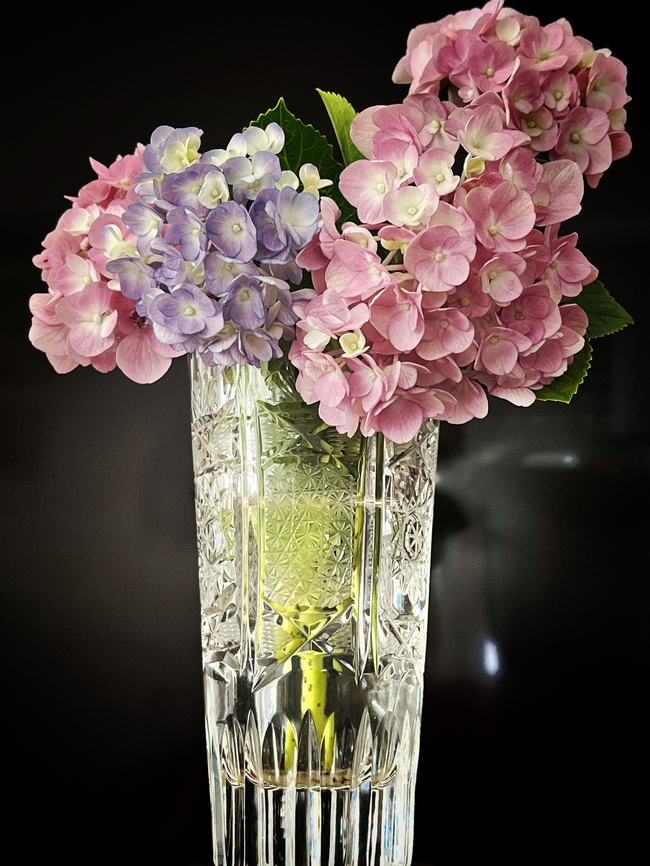 彩色绣球花插花图片