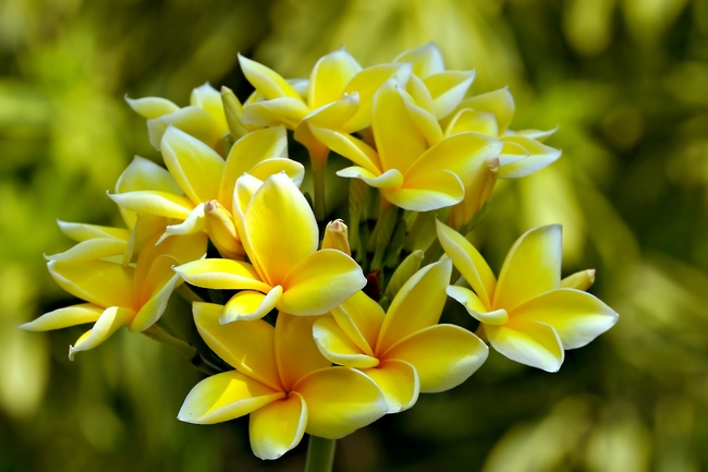 金黄色鸡蛋花摄影图片