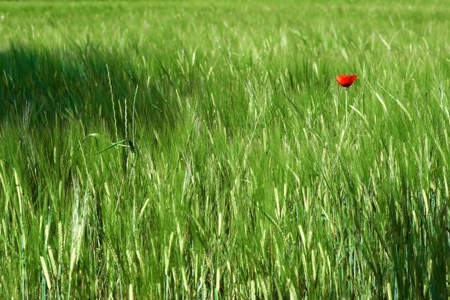 绿油油的青草地图片