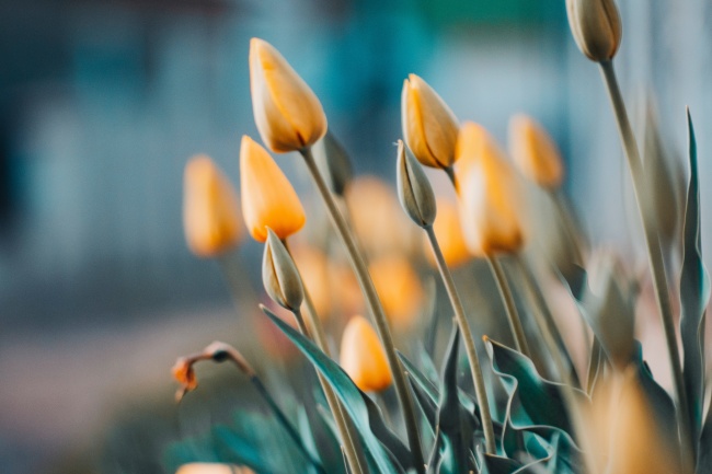 黄金色郁金香图片