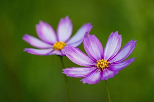 唯美小清新格桑花植物摄影图片