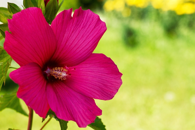 实拍芙蓉花开花图片