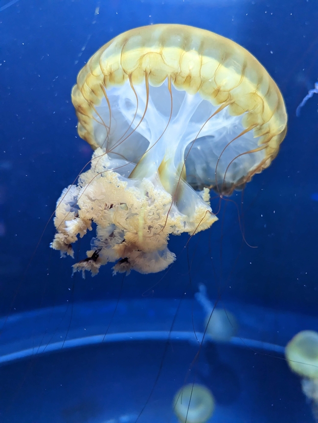 唯美蓝色深海海蜇水母图片