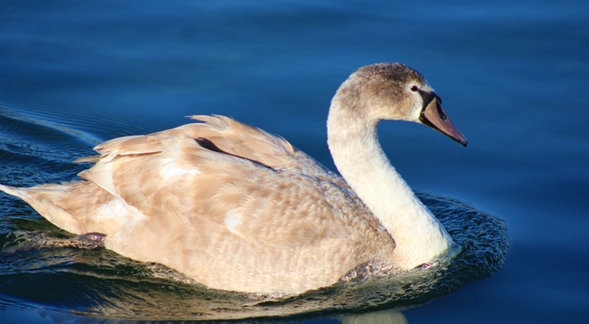 水中嬉戏疣鼻天鹅图片