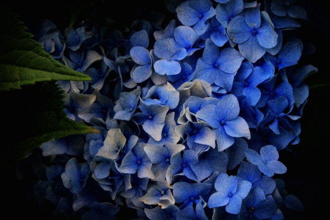 蓝色绣球手捧花图片
