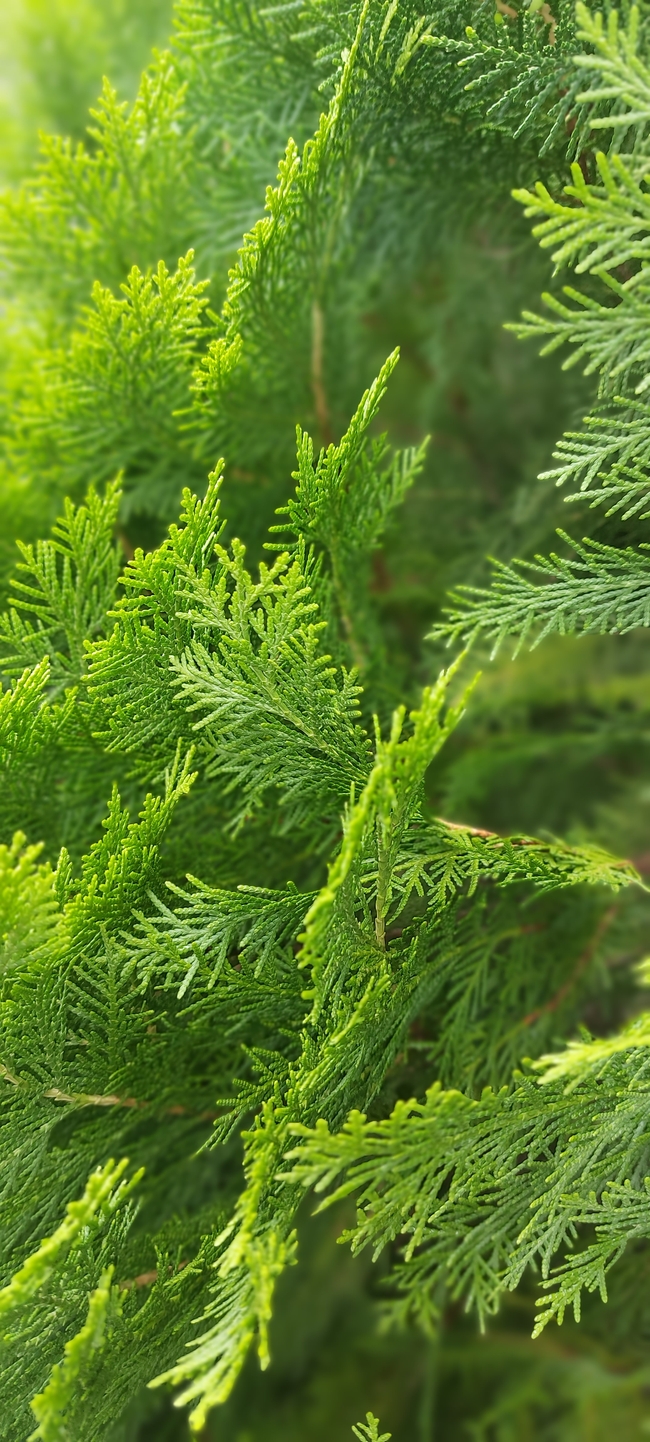 绿色清新侧柏叶摄影图片