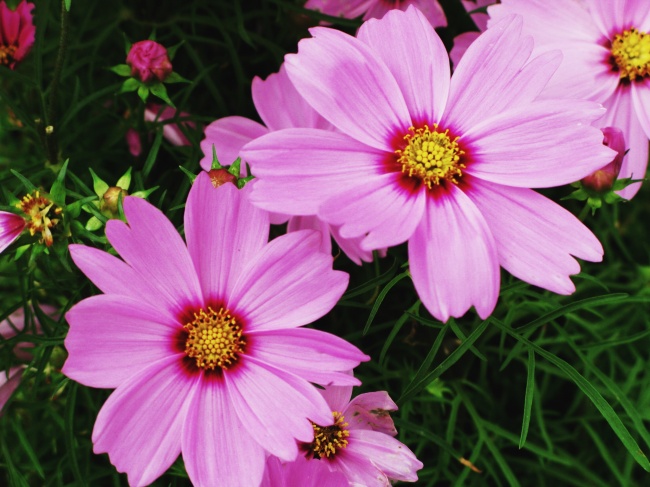 春天美丽花朵绽放图片