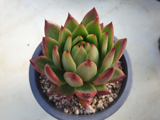 绿色小多肉盆栽植物图片